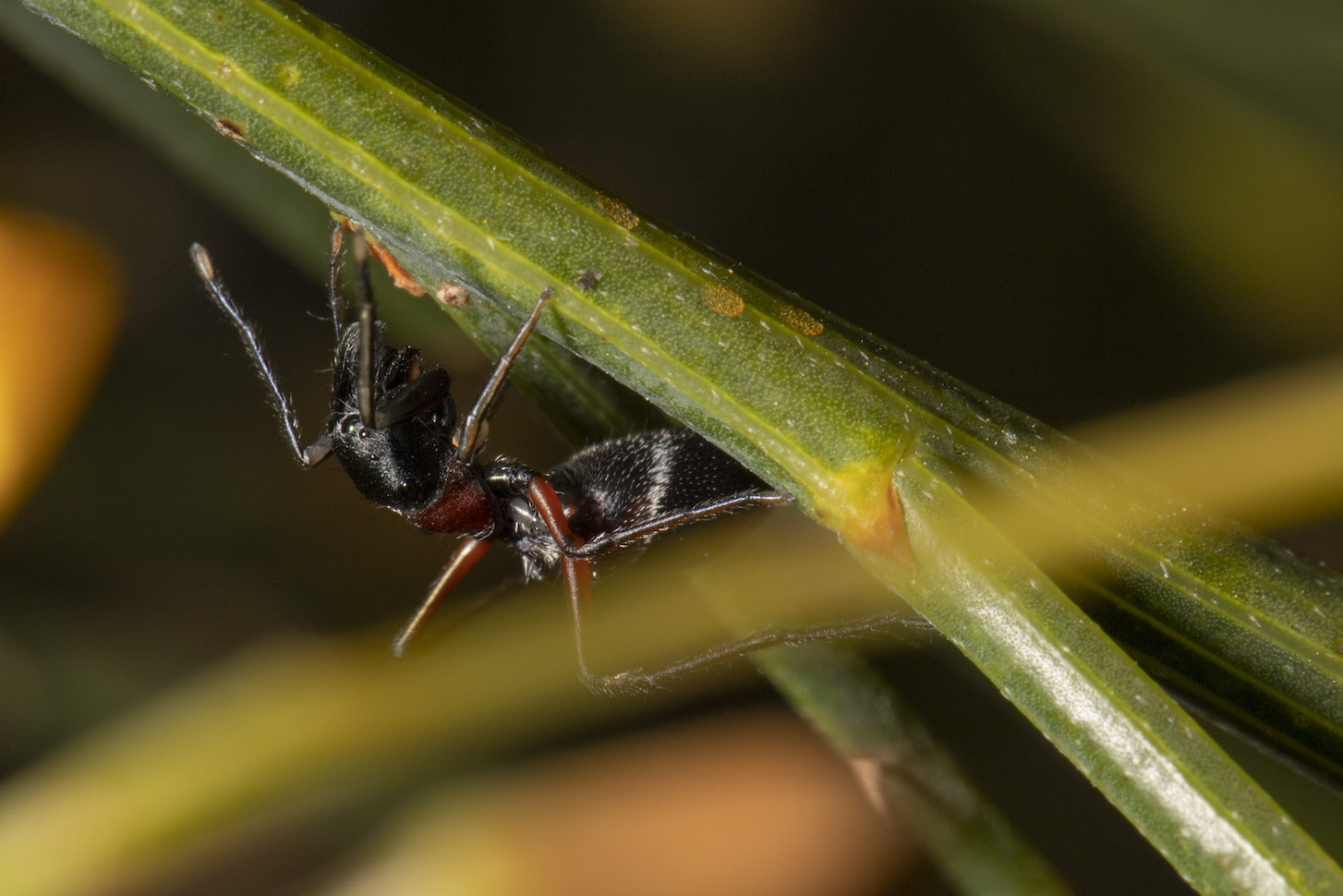 Mimic Jumping Spider (Myrmarachne sp.) found in Jirdarup Bushland. Photo: Brad Durrant