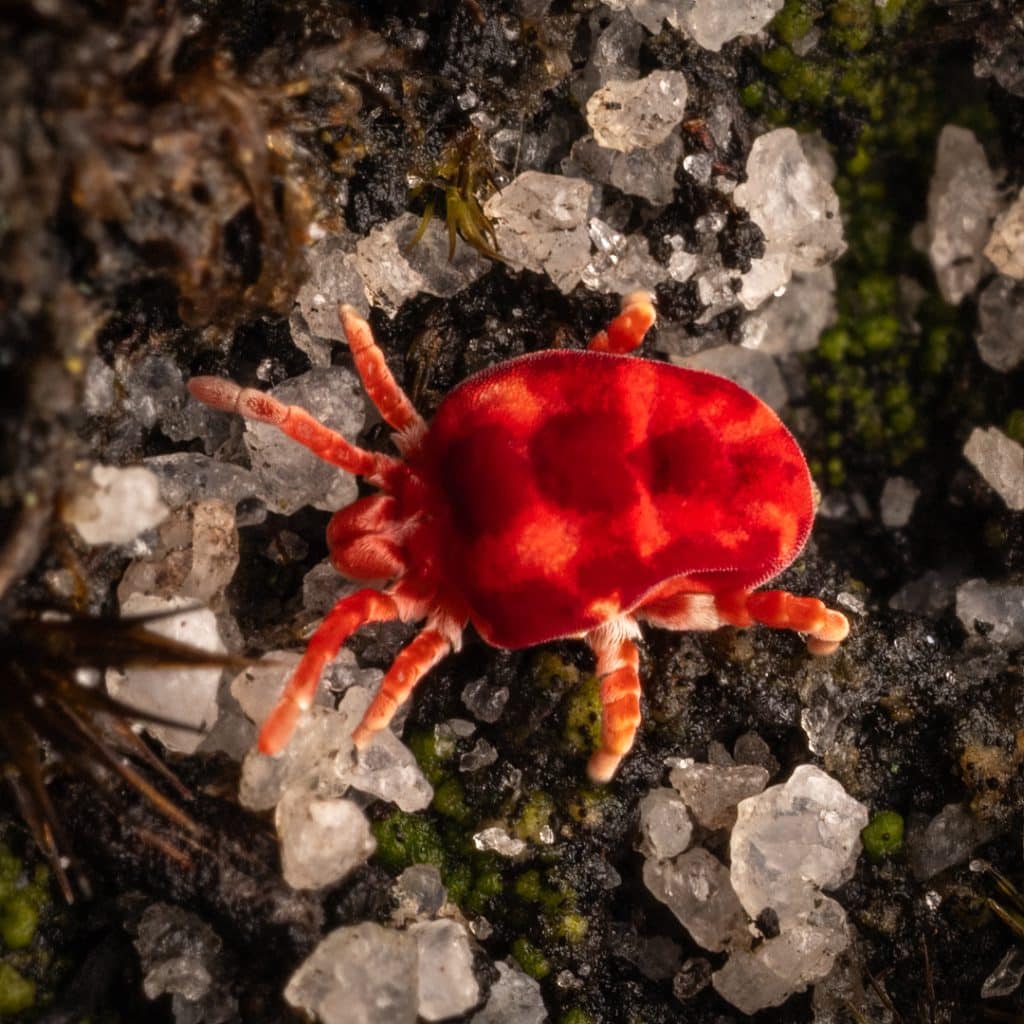 Red Velvet Mites from the Family Trombidiidae